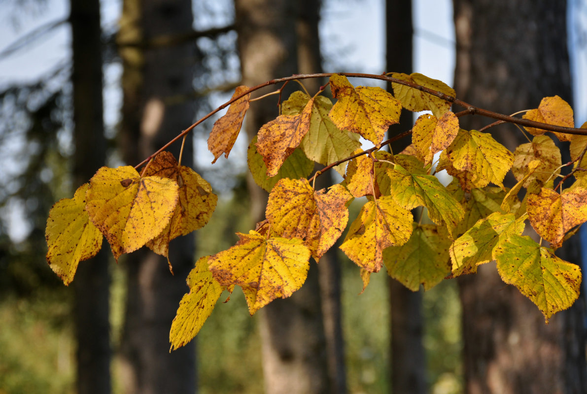 Image of Tilia cordata specimen.