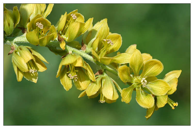 Изображение особи Veratrum lobelianum.