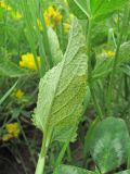 Nepeta grandiflora. Лист, поражённый вирусом (вид снизу). Кабардино-Балкария, Эльбрусский р-н, окр. с. Нейтрино, ок. 1800 м н.у.м., каменистый склон. 05.07.2020.