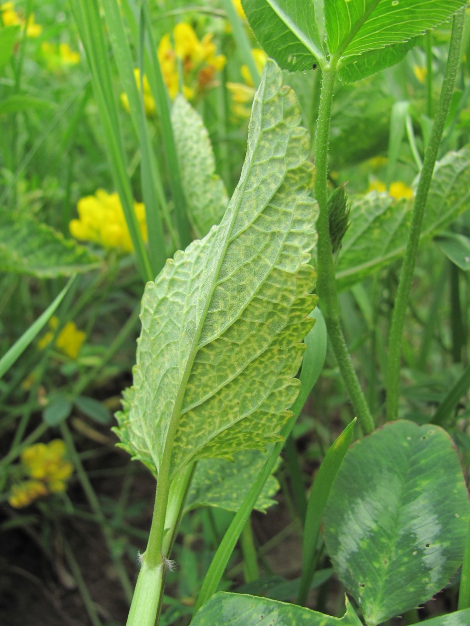 Image of Nepeta grandiflora specimen.