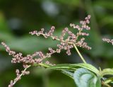 Pilea multiflora