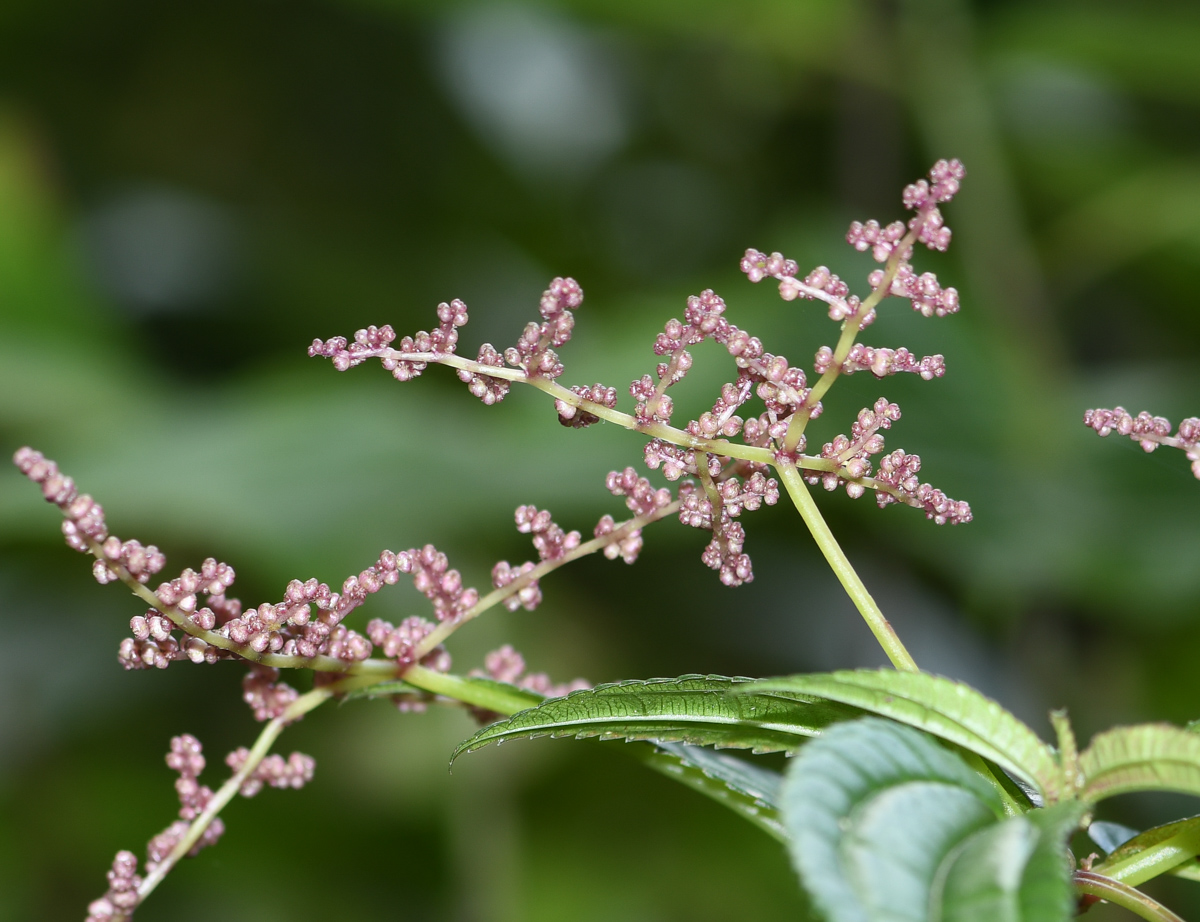 Image of Pilea multiflora specimen.