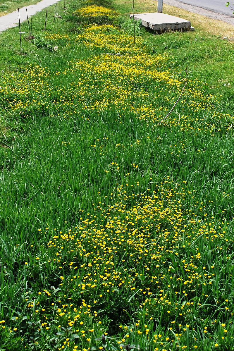 Image of Ranunculus repens specimen.