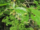 род Ulmus. Лист с галлами Tetraneura ulmi. Краснодарский край, Абинский р-н, ст-ца Холмская, окраина леса. 12.05.2020.