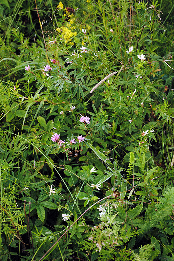 Image of Trifolium lupinaster specimen.