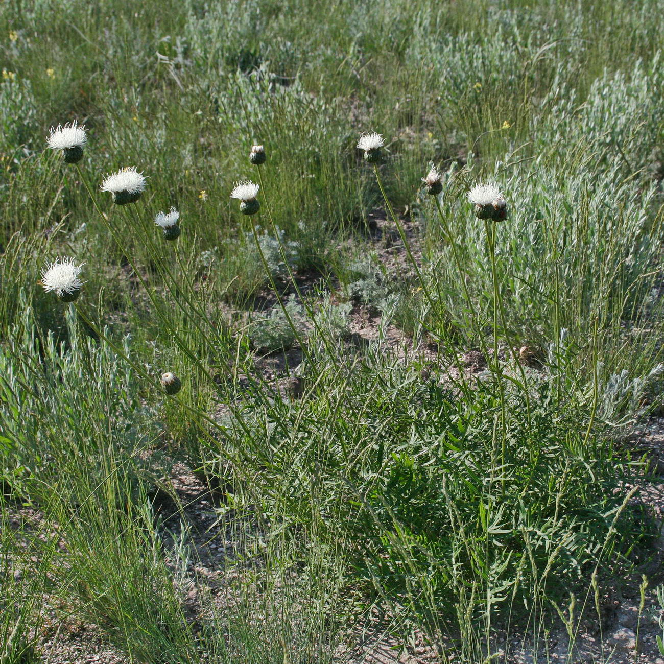 Image of Klasea tanaitica specimen.