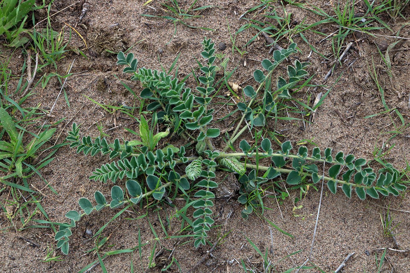 Image of Astragalus flexus specimen.