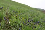 Muscari neglectum. Аспект цветущих растений. Краснодарский край, г. Усть-Лабинск, склон террасы Кубани к востоку от города. 17.04.2021.