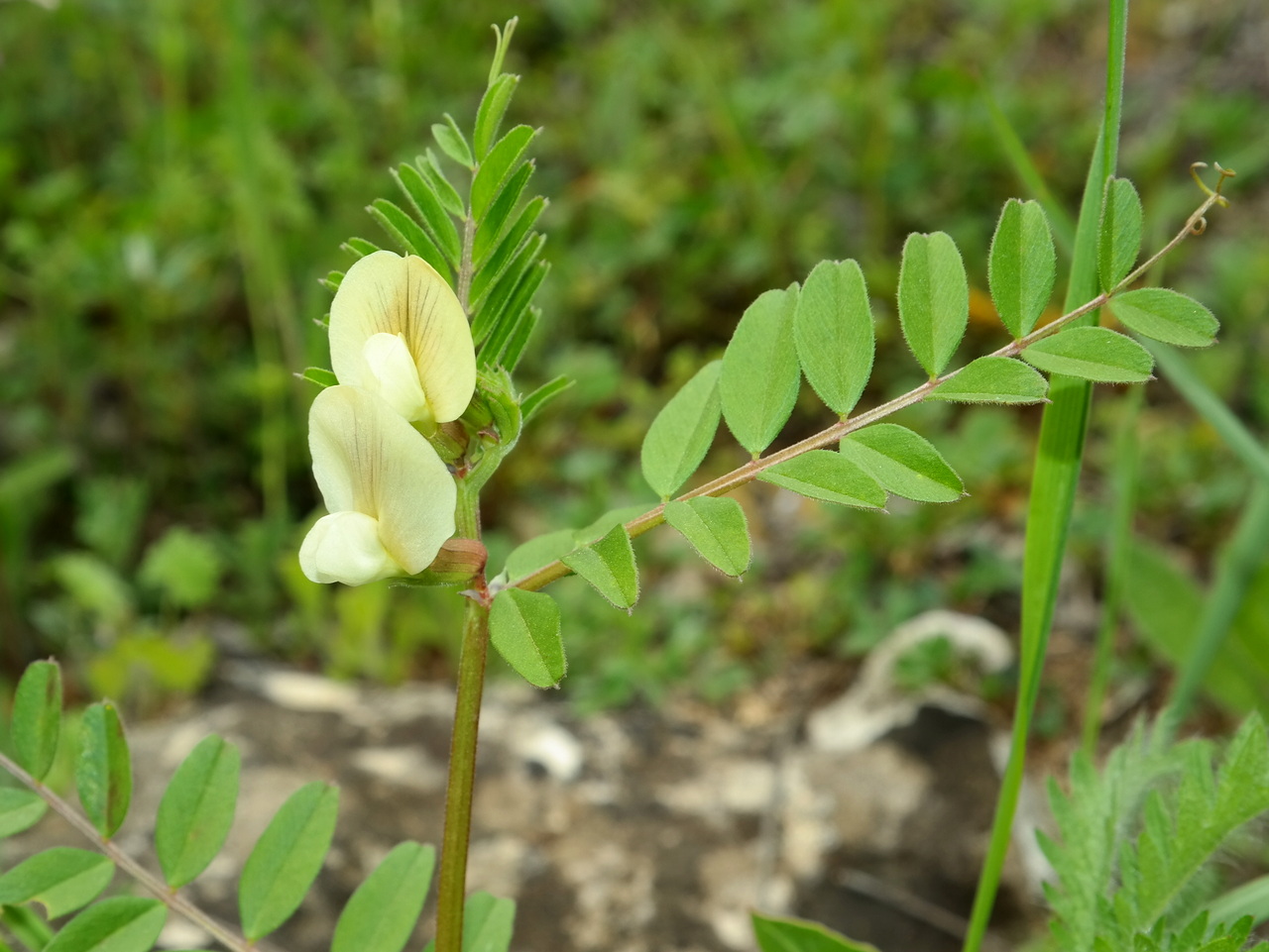 Image of Vicia grandiflora specimen.