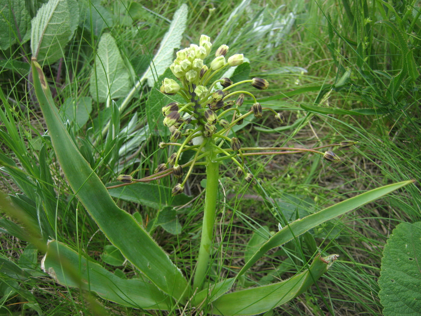 Image of Bellevalia sarmatica specimen.