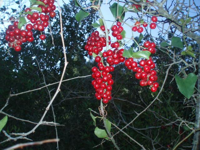 Изображение особи Smilax aspera.