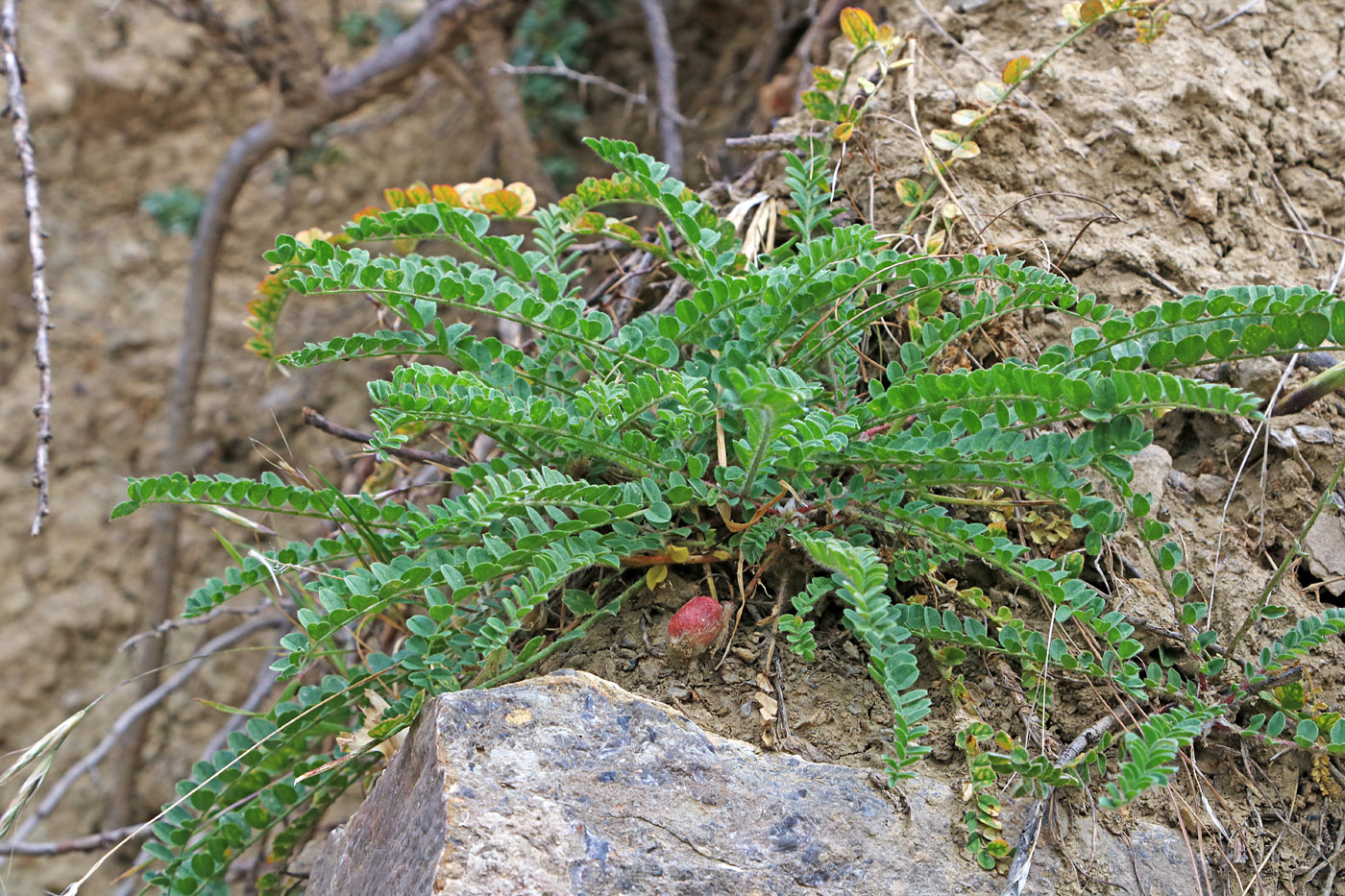 Изображение особи Astragalus varzobicus.