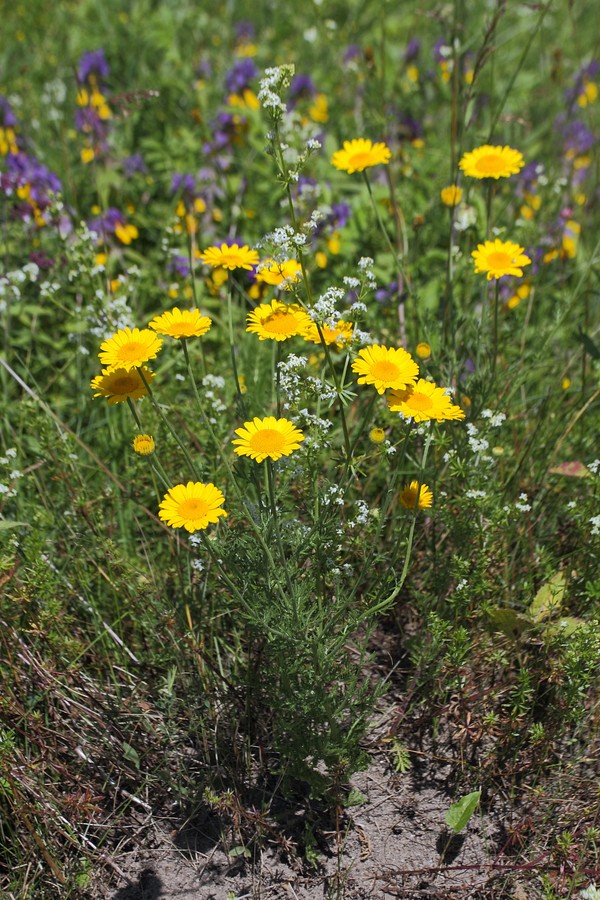 Image of Anthemis tinctoria specimen.