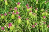 Melampyrum cristatum