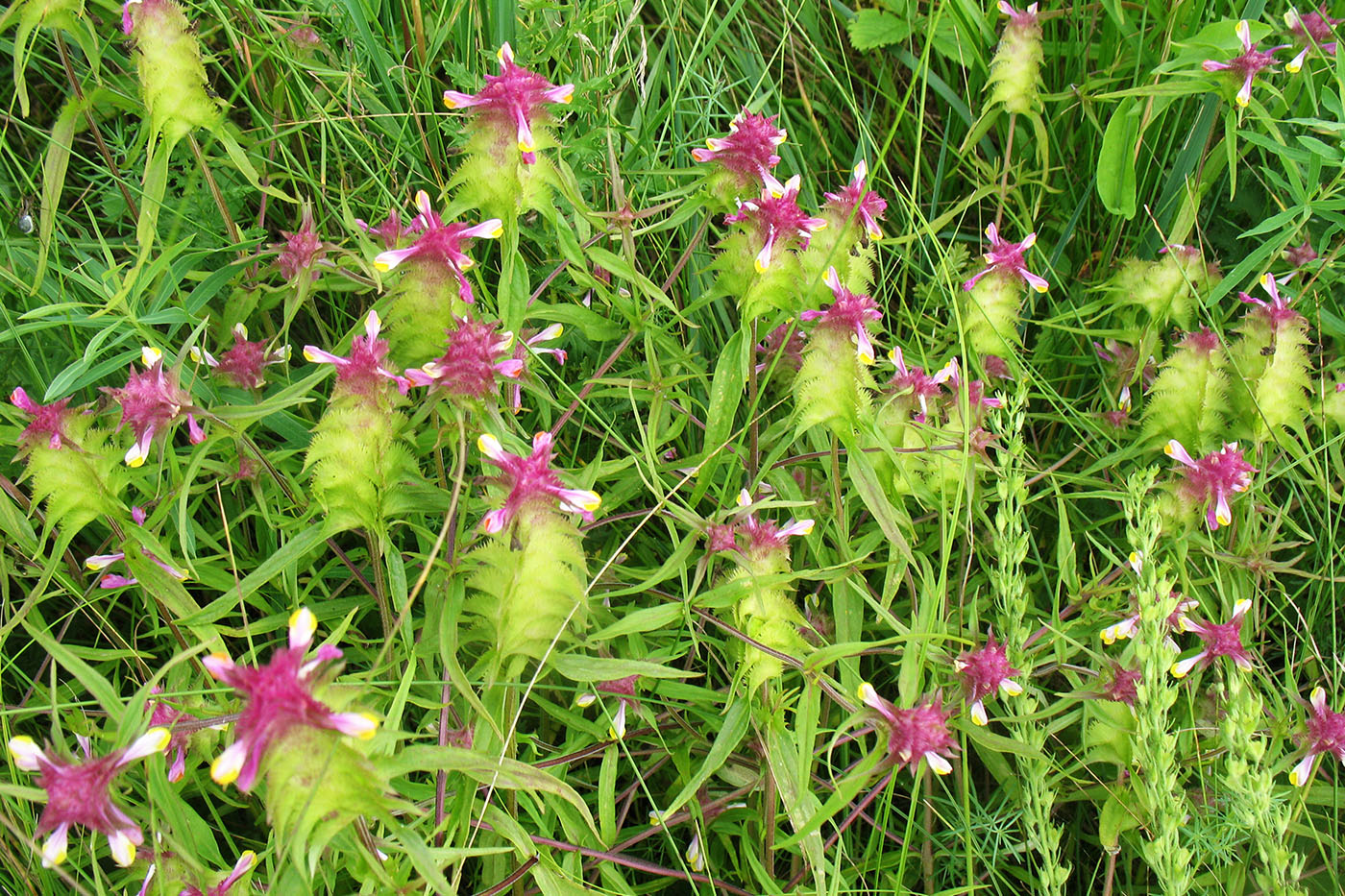 Image of Melampyrum cristatum specimen.