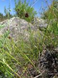 Carex obtusata