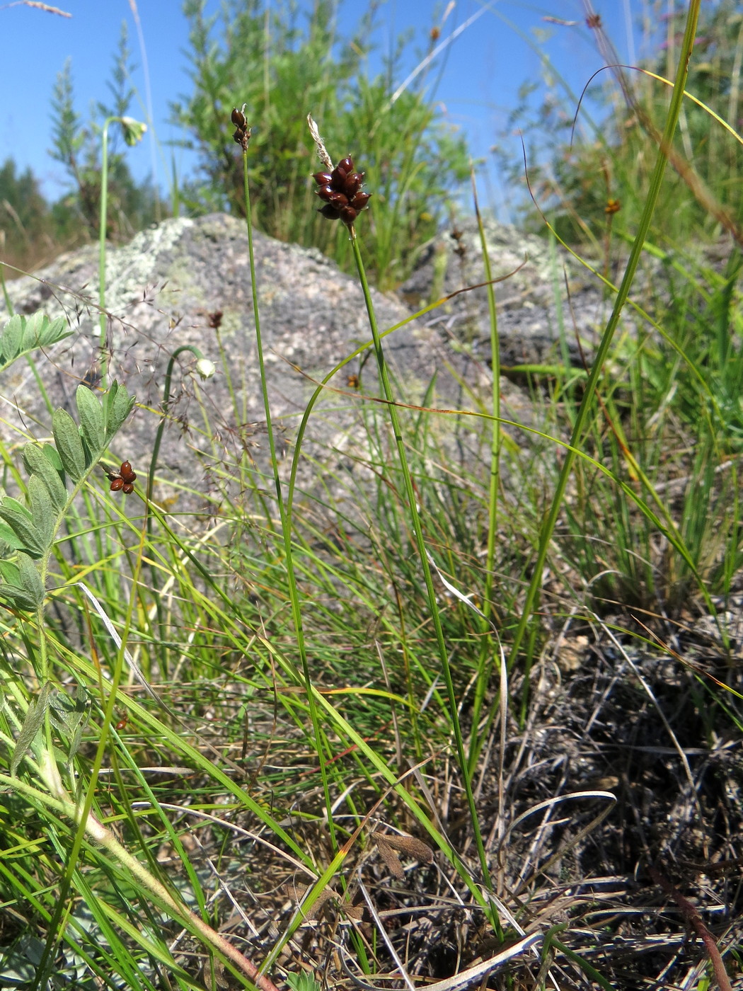 Изображение особи Carex obtusata.