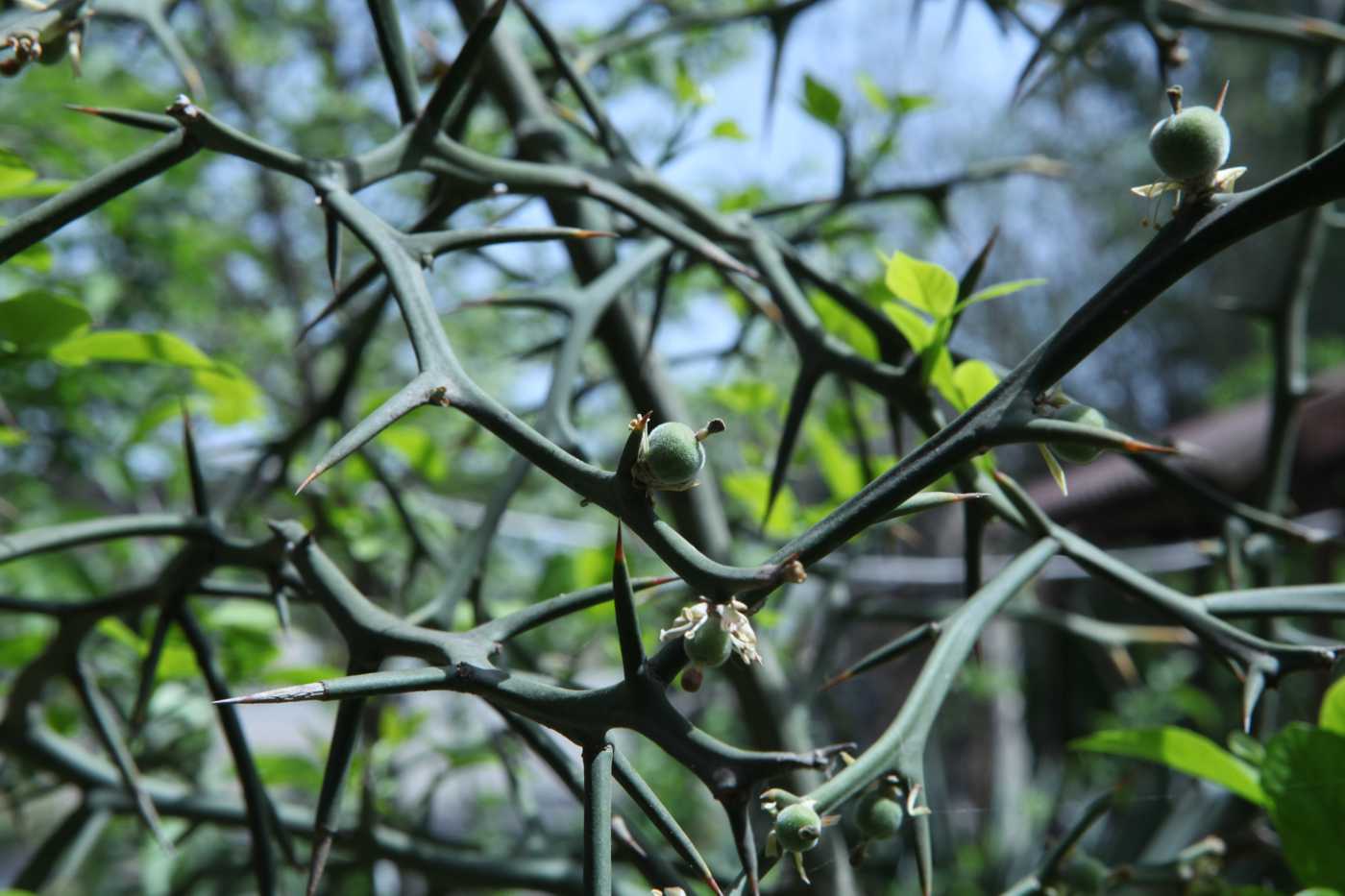 Image of Poncirus trifoliata specimen.