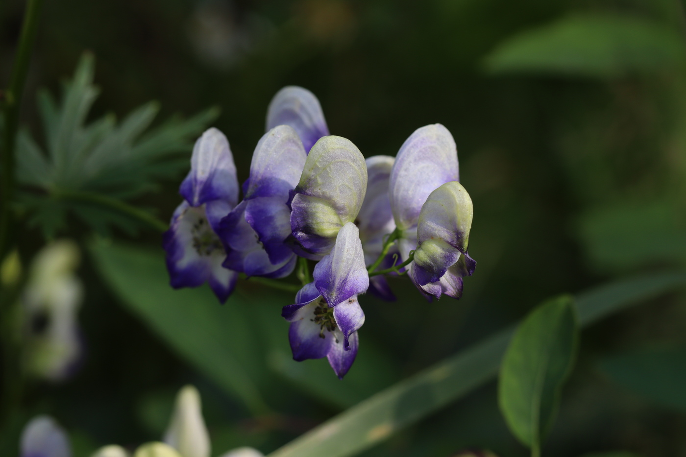 Изображение особи Aconitum &times; stoerkianum.