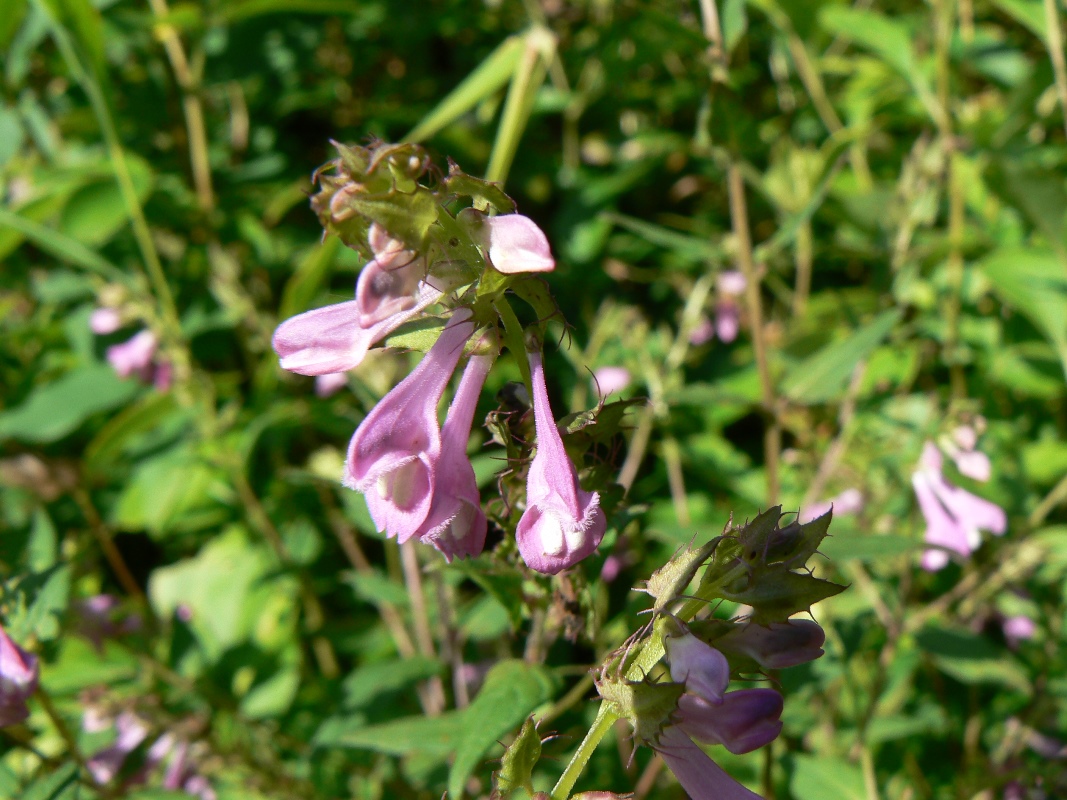 Image of Melampyrum roseum specimen.