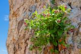 Silene pygmaea