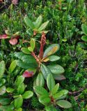 Rhododendron aureum. Верхушка ветви с соплодием (вокруг видны побеги Phyllodoce caerulea и Cassiope redowskii). Хабаровский край, р-н им. Полины Осипенко, хребет Дуссе-Алинь, берег оз. Тюленье, ≈ 1200 м н.у.м., крутой склон. 20.07.2021.