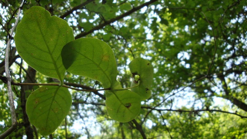 Изображение особи Lonicera caprifolium.