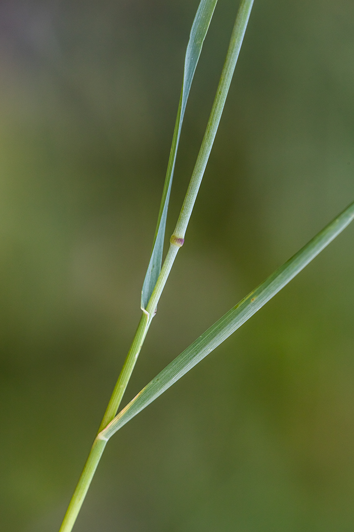 Image of Alopecurus ponticus specimen.