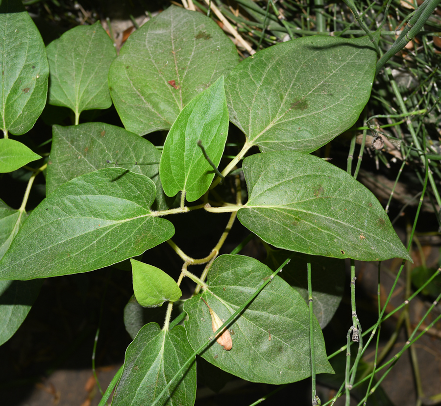 Image of Saururus cernuus specimen.