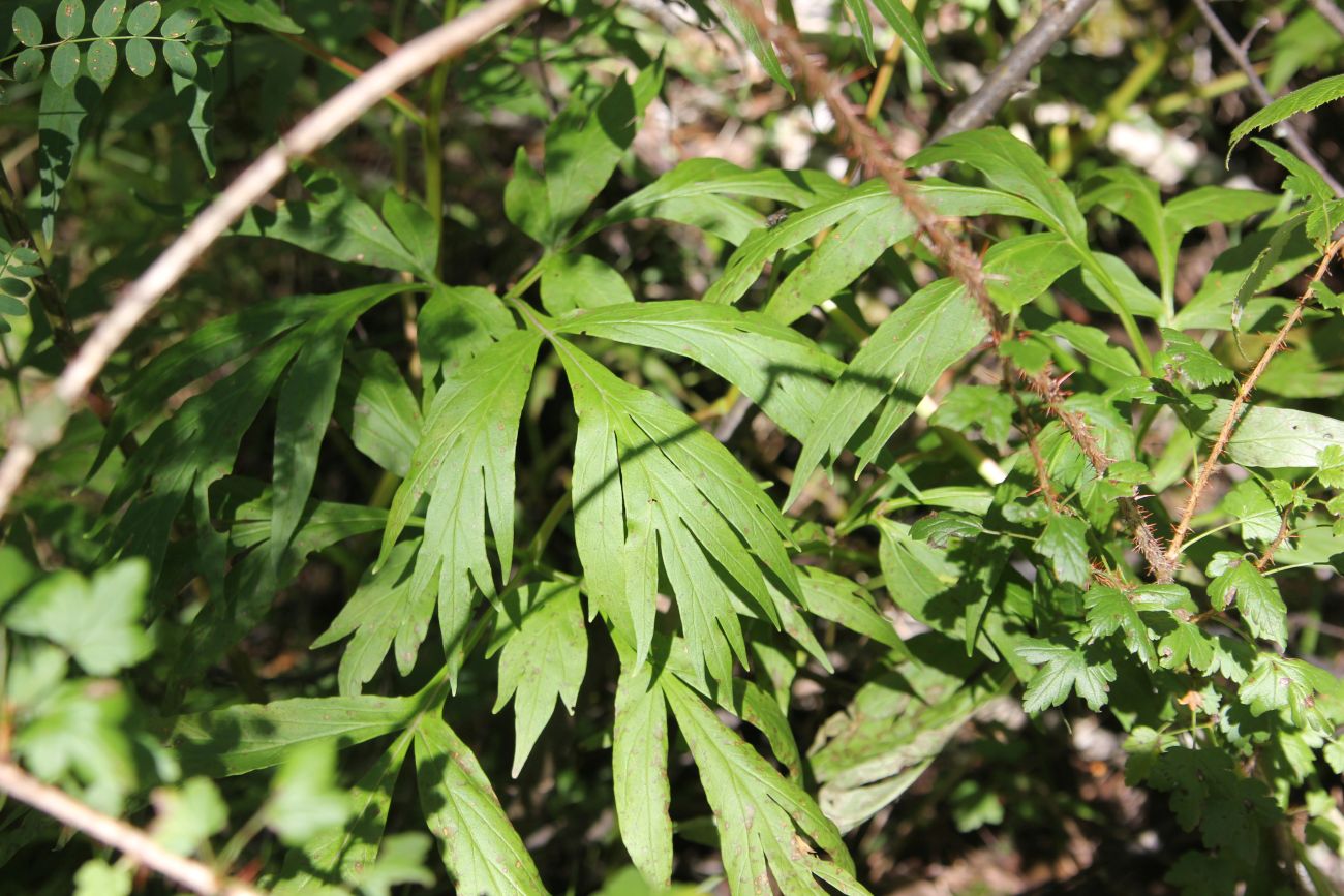 Image of Paeonia anomala specimen.