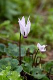 Cyclamen persicum. Цветок. Израиль, национальный парк \"Бейт Гуврин\", маквис. 17.02.2020.