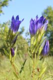 Gentiana pneumonanthe