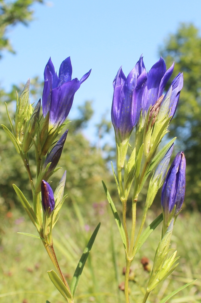Изображение особи Gentiana pneumonanthe.