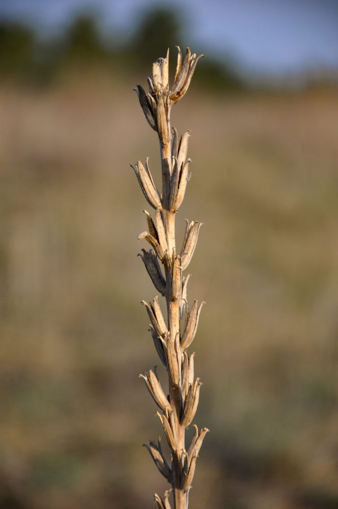 Image of Oenothera biennis specimen.