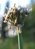 Allium ledebourianum