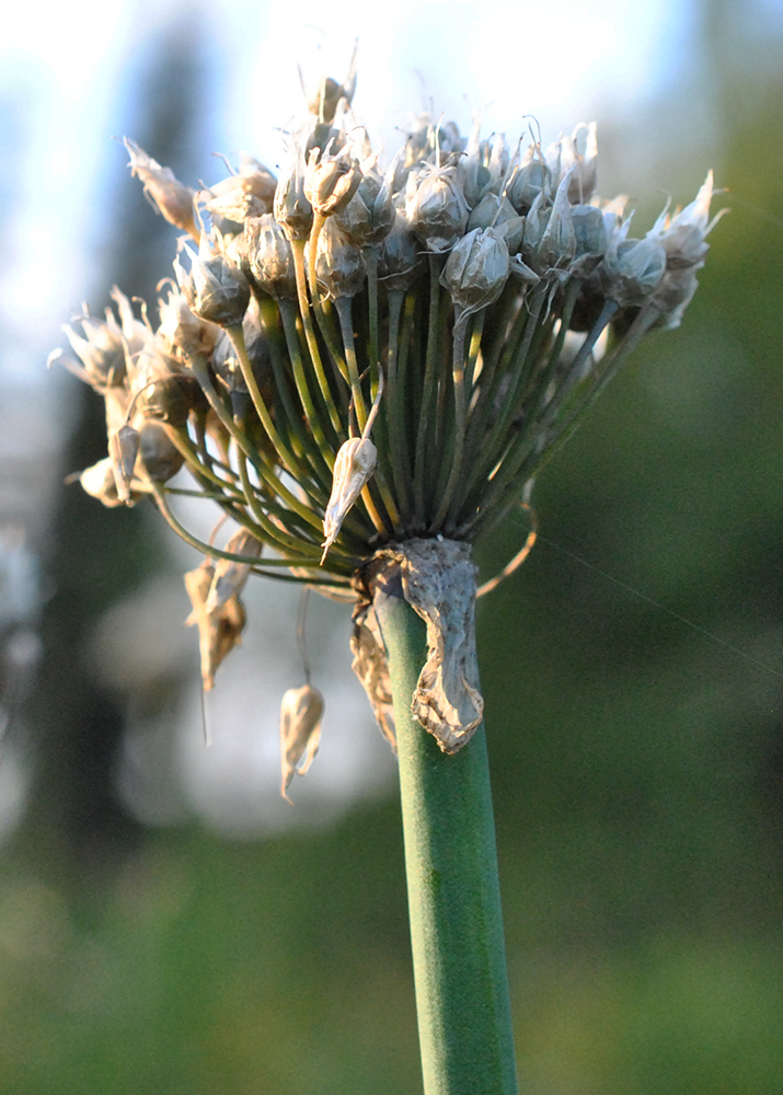 Изображение особи Allium ledebourianum.