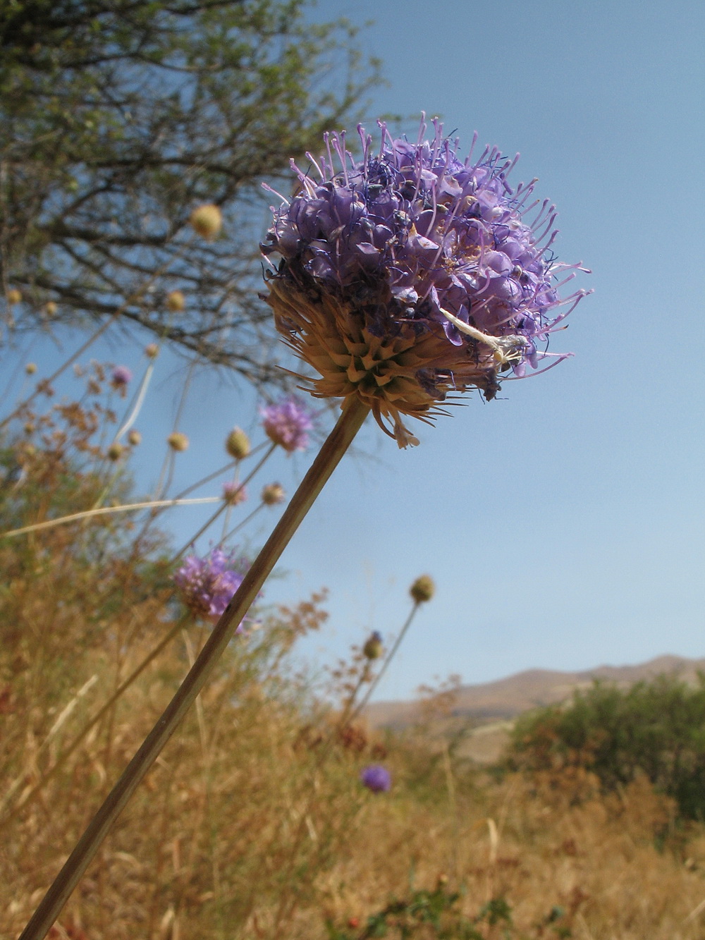 Image of Dipsacus dipsacoides specimen.