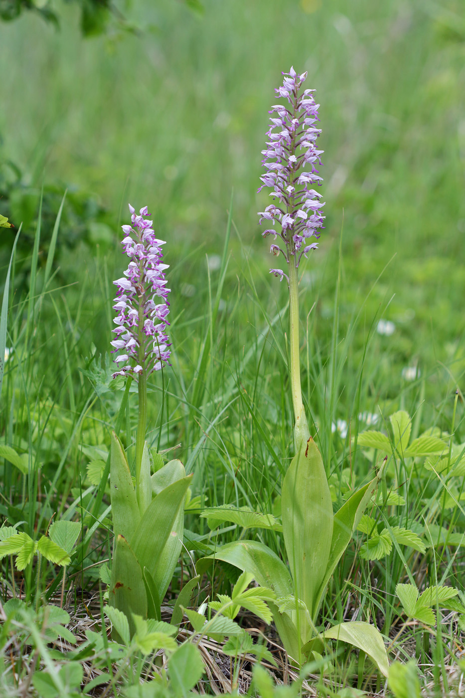 Изображение особи Orchis militaris.