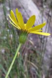 Dolichorrhiza renifolia