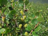 Betula rotundifolia. Часть ветви с отцветшими соцветиями. Красноярский край, Ермаковский р-н, парк \"Ергаки\", окр. оз. Тушканчик, сырой берег озера. 24.07.2012.