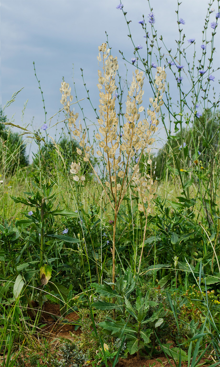 Image of Thlaspi arvense specimen.