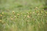 Carex stenophylla. Цветущие растения. Ростовская обл., Сальский р-н, окр. пос. Тальники, Сальская степь, низина балки. 16.04.2022.