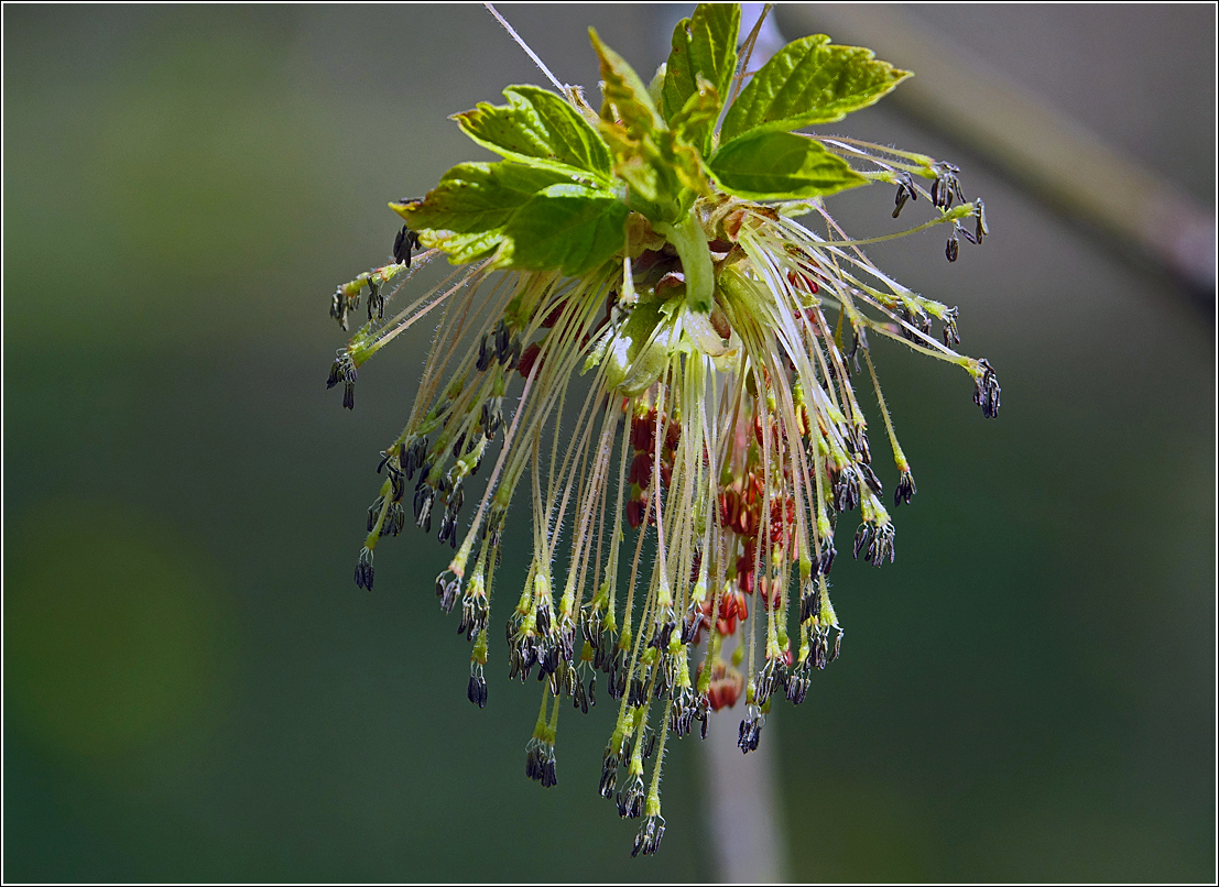 Image of Acer negundo specimen.