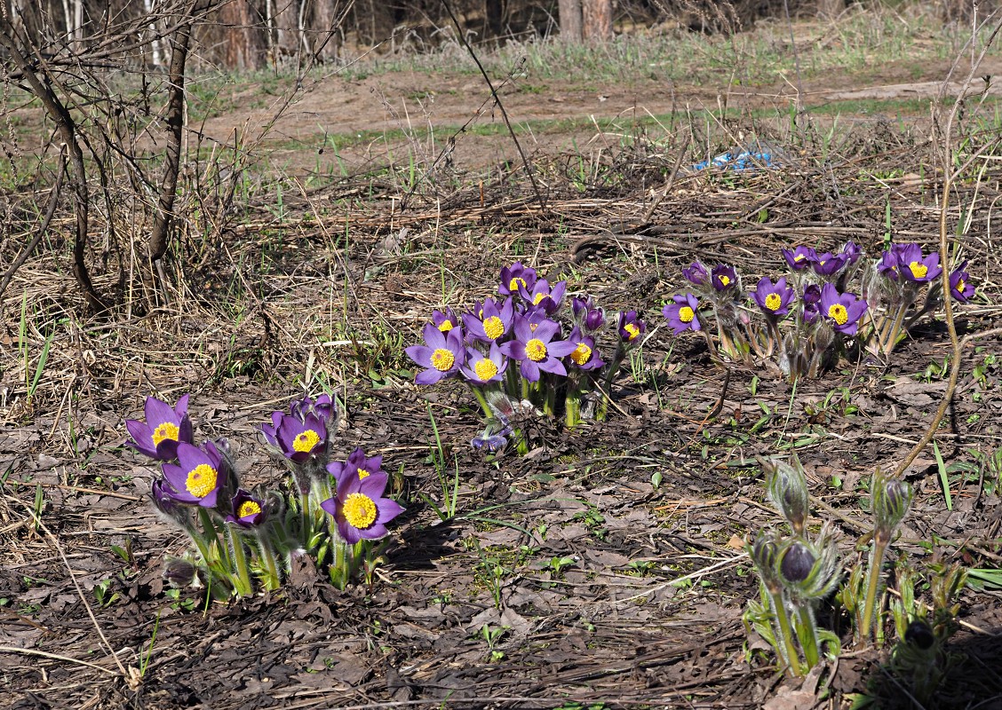 Изображение особи Pulsatilla patens.