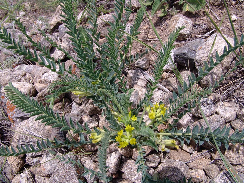 Изображение особи Astragalus polyphyllus.