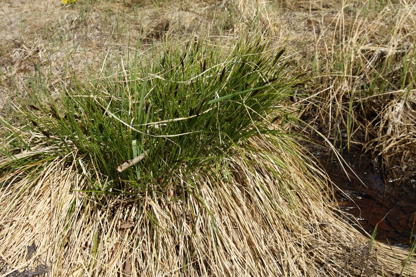 Изображение особи Carex appropinquata.