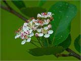 Image of taxon representative. Author is Виталий Гуменюк