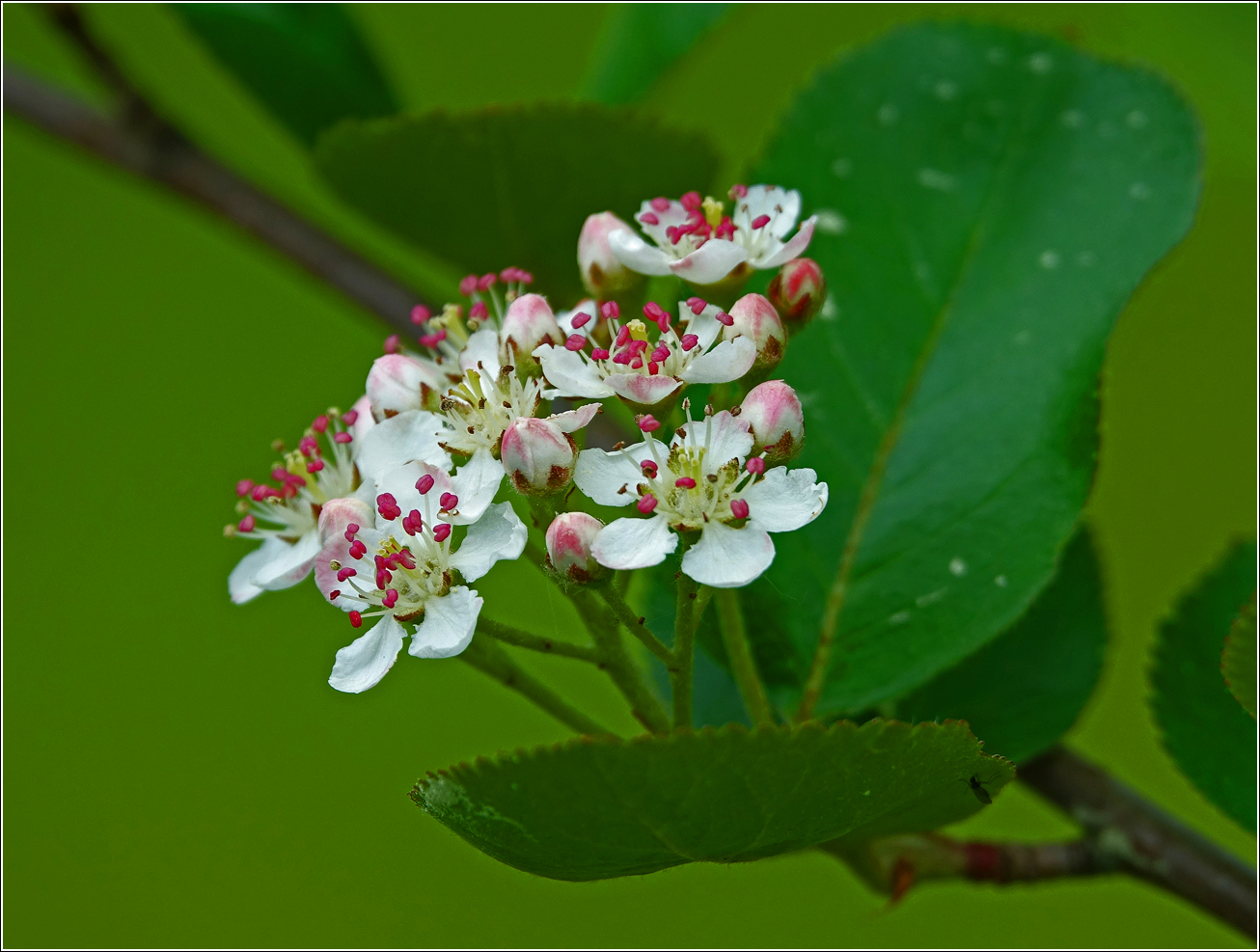 Изображение особи &times; Sorbaronia mitschurinii.