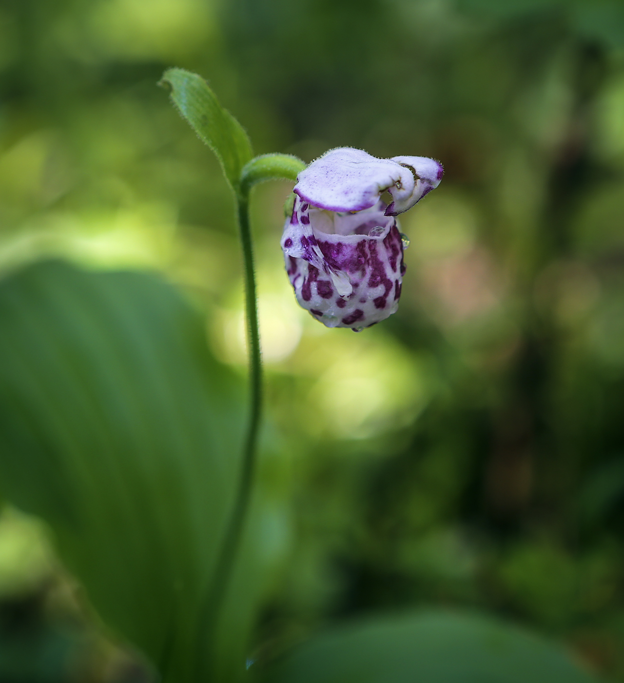 Image of Cypripedium guttatum specimen.