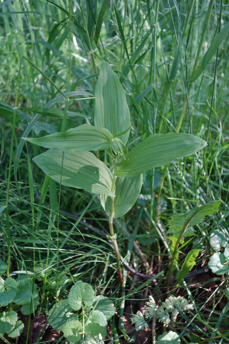 Image of Epipactis helleborine specimen.